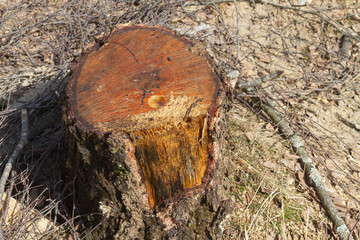 Birch sap flows from the stump of a felled birch tree in the spring
