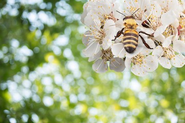 Bee.