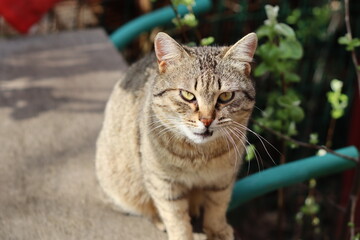 cat on a fence