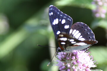 papillon sylvain © franck stefanini