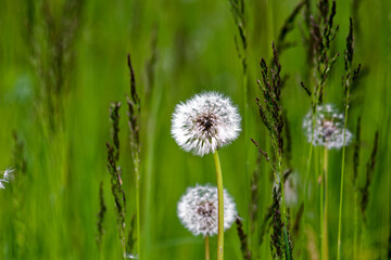 Fototapeta premium dandelion flower in the spring garden