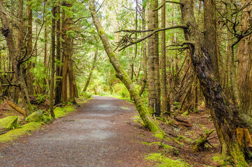 Fragment of Cape trail in Olympics park, Washington, USA