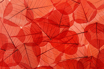 Fototapeta na wymiar The background image is red fishnet leaves, the colors of autumn leaves are ideal for seasonal use.