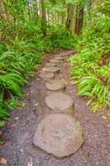 Fragment of Cape trail in Olympics park, Washington, USA