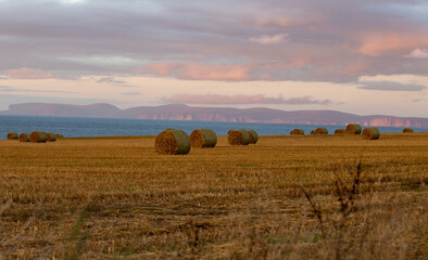 bales in the field