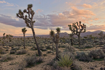 Joshua Tree National park sunset