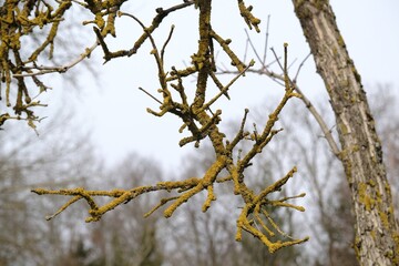 Close up of dry tree branches covered with yellow lichen