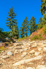 Fragment of Mount Seymour trail in Vancouver, Canada.