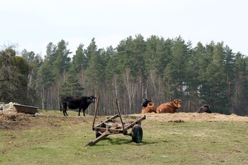 Rural landscape with cows and 
agricultural equipment on field near the forest in polish countryside, Kociewie, Poland