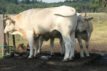 A white cow seeks affective from a white bull.