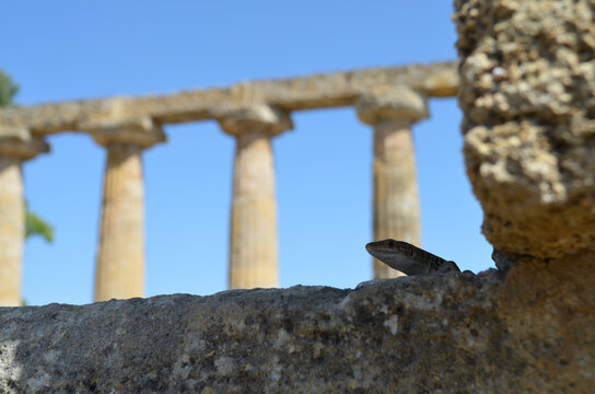 Tavole Palatine