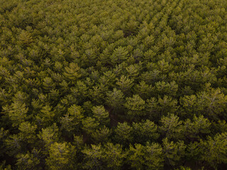 Obraz premium Drone shot of a forest close to sunset