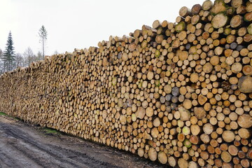 Baumst&auml;mme zu einem Polter aufgeschichtet, Forstwirtschaft, D&uuml;rre, Waldsterben, Klimawandel