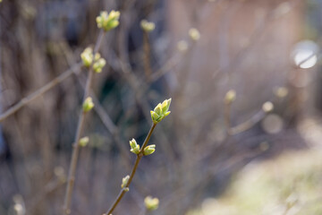 Spring has come,Nature wakes up. First leaves and kidneys in spring in bright sunlight. A sunny warm day.The buds bloom on the tree in early spring
