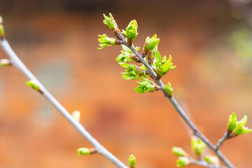 Young twigs of a cherry tree with blossoming green leaves. The awakening of nature in the spring