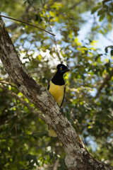 Fototapeta premium South American wildlife. Birdwatching. Closeup view of a colorful Cyanocorax chrysops, also known as Plush-crested jay, sitting on a branch in the tropical forest.