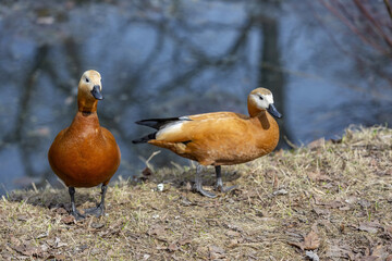 Brown-white adult female duck on a green lawn in the city park
