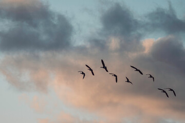 birds flying in the sky