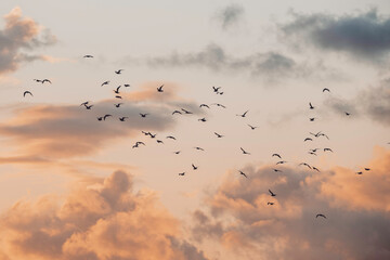flock of birds in a moody sky
