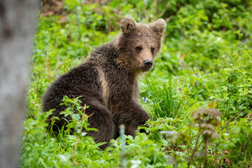 Brown bear cub resting in green forest in summer nature