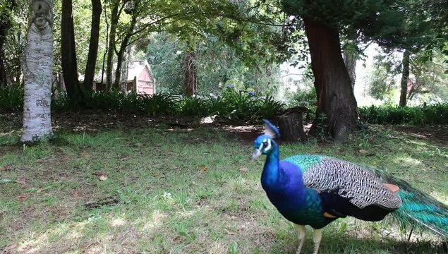 Un pavo real caminando en un bosque de arboles de hojas verdes