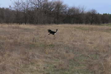 The dog is jumping in the meadow. High jump through the grass.
