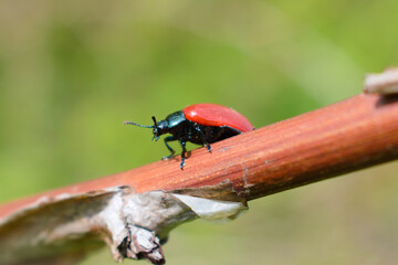 Broad-shouldered leaf beetle (Chrysomela populi)