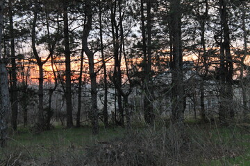 Beautiful sunset in the forest. View through the trees

