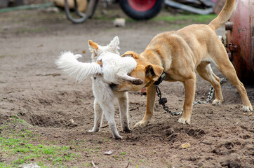 Male dog sniffs the genitals of a female dog close-up