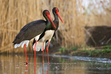 Couple of black storks standing in the wetland in spring