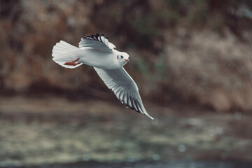 seagull in flight