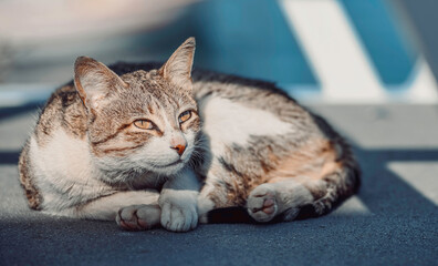 portrait of a cat in the sun