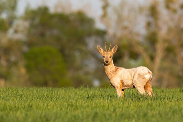 Albino roe deer standing on grassland in spring sun