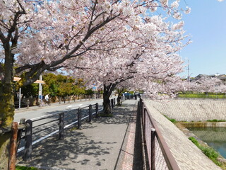 ニテコ池周辺の桜並木(兵庫県西宮市で2021年4月撮影)