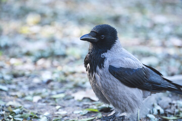 The hooded crow  (Corvus cornix, hoodie ), close-up.