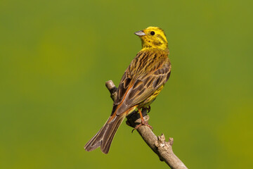 Yellowhammer sitting on branch in summer sunlight.