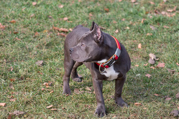 Sad american bully puppy is standing in the autumn park. Seven month old. Pet animals.
