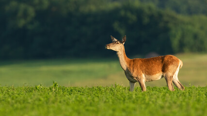 Alert female of red deer eating clover on the field in summer