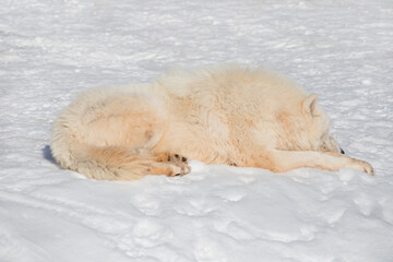 Obraz na płótnie Canvas Wild alaskan tundra wolf is lying on white snow. Canis lupus arctos. Polar wolf or white wolf.