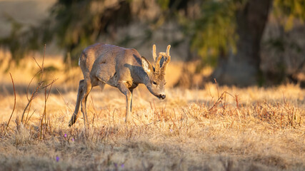 Enchanting photo of roe deer buck walking on the spring meadow