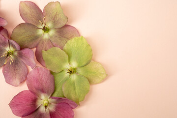 Beautiful hellebore blooms on blush background