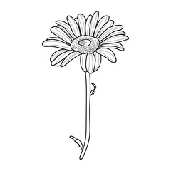 Chamomile flower. Vector hand-drawn drawing. Drawing with a black line. The outline of a daisy isolated on a white background.