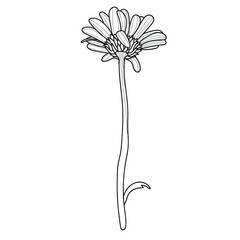 Chamomile flower. Vector hand-drawn drawing. Drawing with a black line. The outline of a daisy isolated on a white background.