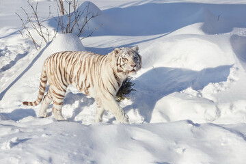 Fototapeta na wymiar Wild white bengal tiger is walking on a white snow. Panthera tigris tigris.