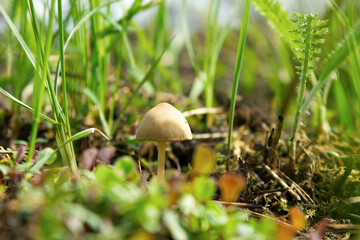A small mushroom that grows in the grass. A lone fungus among the green grass. Wildlife, forest.