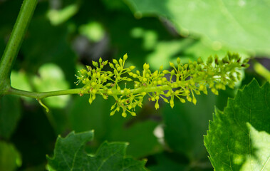 Soft selective focus Grapevine in spring during flowering and brush opening.