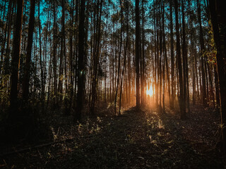 Obraz premium morning in the woods