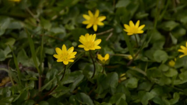  Bright yellow lesser celandine flowers, trembling in the wind, view from above - Ficaria verna 