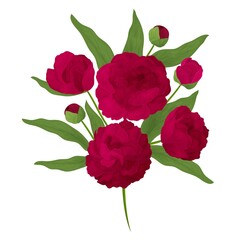 Colorful and realistic peony branch. Red flowers and buds. Vector illustration