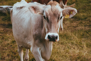 Obraz na płótnie Canvas Brown cow standing on a beautiful meadow switzerland